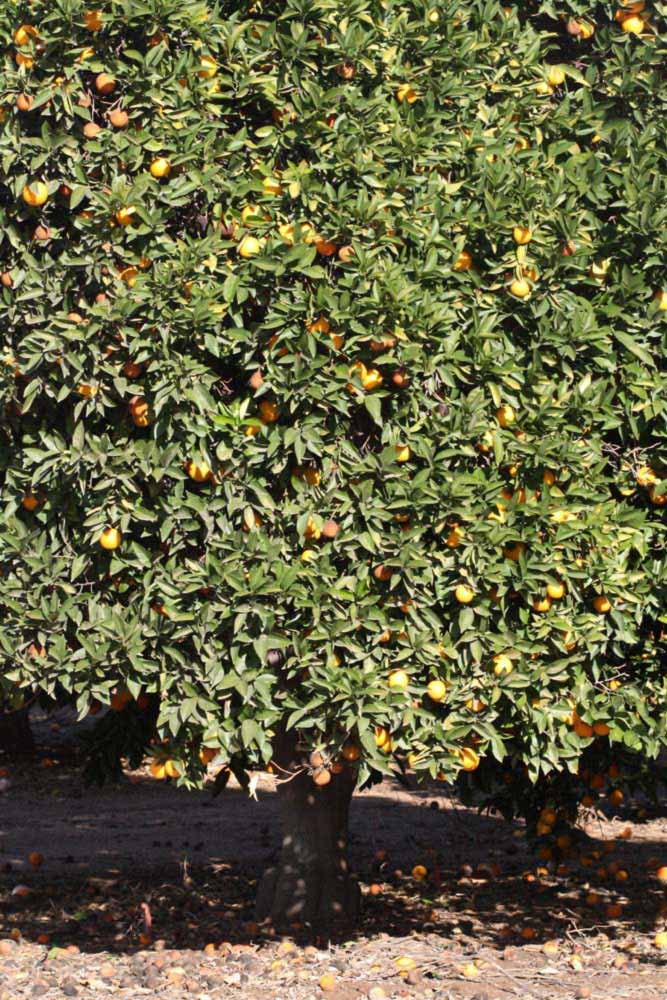            Habit (Blanca Macetera, Riverside, CA)   